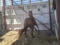 Aygır, Arabian horse — foto 6