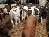 Kuh, Limousin-Kuh — Foto 5