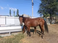 Mare, Thoroughbred horse — photo 5