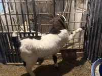 Ziegenbock, Kamori goats — Foto 4