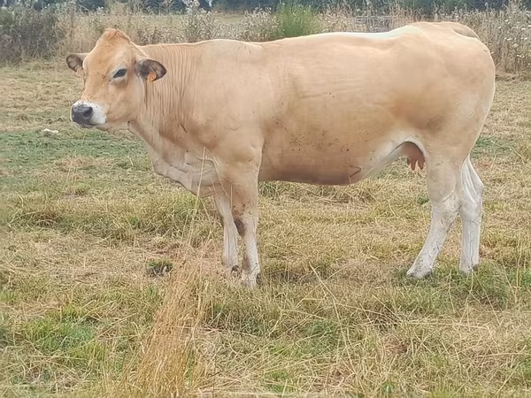 Partenaise cattle