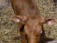 Bulle, Simmental cattle — Foto 8