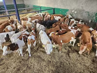 Bulle, Simmental cattle — Foto 1