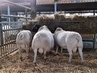 Widder, Dorper sheep — Foto 4