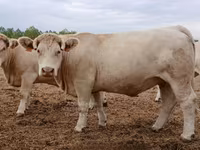 Kuh, Charolais cattle — Foto 4