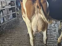 Cow, Holstein breed — photo 2