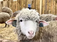 Baran, Romanov sheep — zdjęcie 3