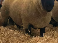 Carnero, Dorper sheep — foto 2