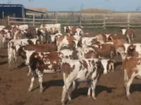 Cow, Simmental cattle — photo 1