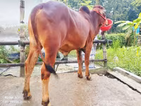 Toro, Ganado vacuno — foto 3