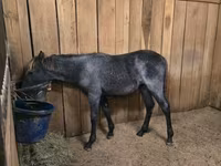 Kobyła, Rocky Mountain Horse — zdjęcie 8