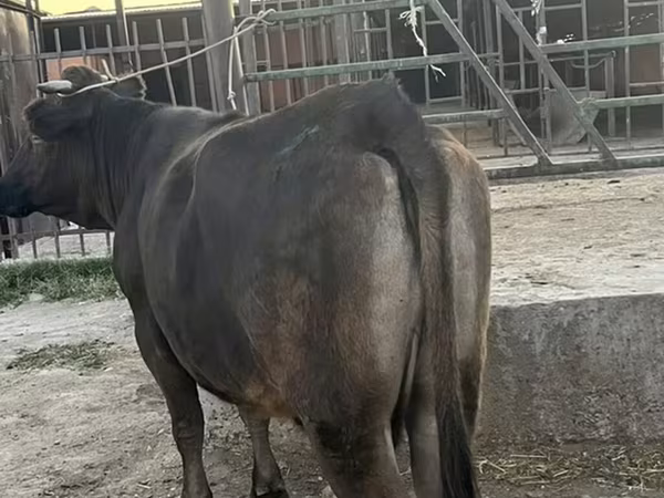 Vaca, Ganado vacuno