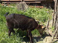 Ziege, Nubian Goat — Foto 5