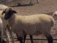 Koç, Hampshire sheep — foto 1