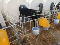 Bulle, Swiss cattle — Foto 2