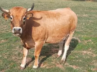 Kuh, Aubrac cattle — Foto 6