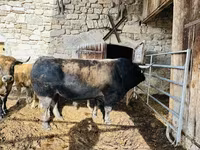 Kuh, Aubrac cattle — Foto 1
