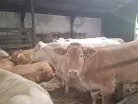 بقرة, Blonde d’Aquitane cattle — الصورة 2