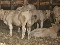 Kuh, Charolais cattle — Foto 2