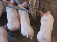 Knur, Świnie — zdjęcie 3