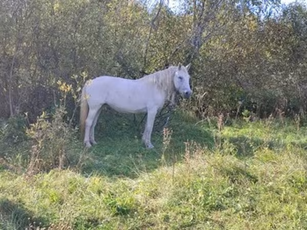 Trakehner