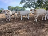 Kuh, Charolais cattle — Foto 7