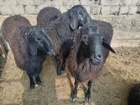Baran, Rhon sheep — zdjęcie 3