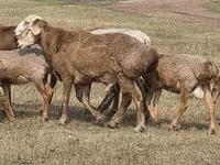 Baran, Hissar sheep — zdjęcie 6