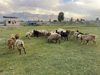 Schaf, Merino sheep — Foto 2