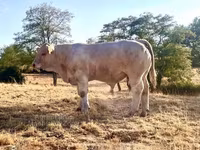 Bulle, Charolais cattle — Foto 1