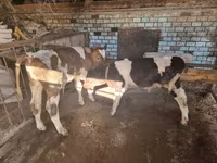 ثور, الماشية — الصورة 1
