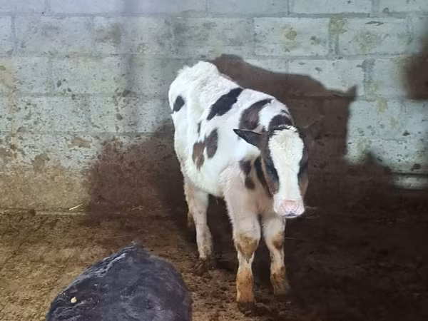 Simmental cattle