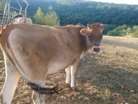 Cow, Jersey breed — photo 3