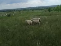 Baran, Merino sheep — zdjęcie 7