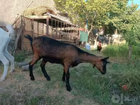 Ziege, Saanen goat — Foto 4