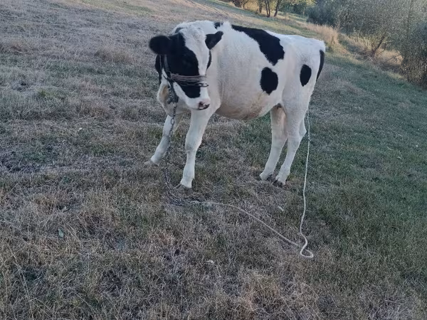 Vaca, Raza Holstein