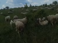 Baran, Merino sheep — zdjęcie 6