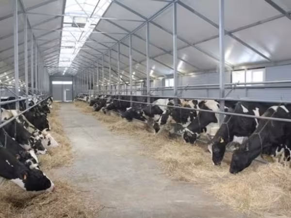 Kuh, Holstein-Rasse