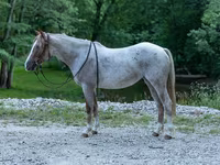 Kobyła, Quarter Horse — zdjęcie 1