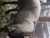 Widder, Rhon sheep — Foto 1