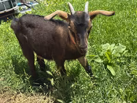 Ziege, Nubian Goat — Foto 2