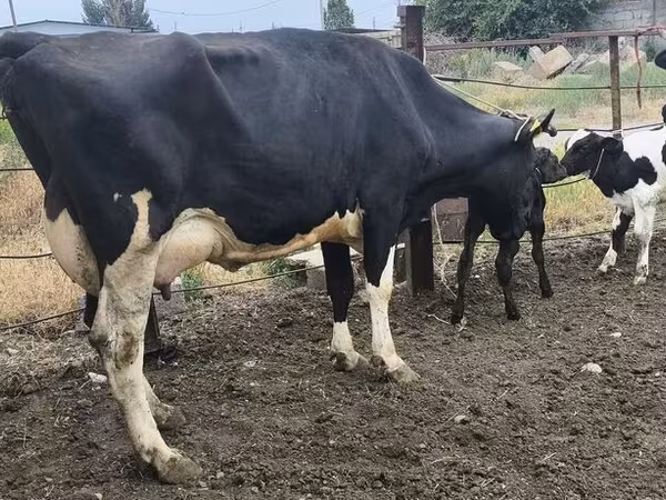 Russian Black pied cattle