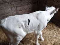 Bulle, Holstein-Rasse — Foto 2