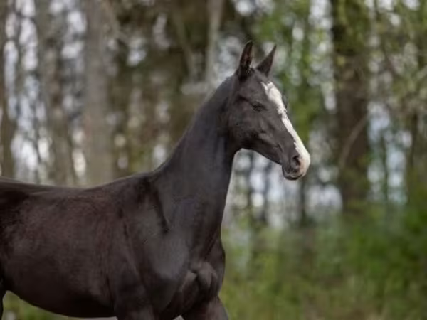 حصان, Akhal-Teke