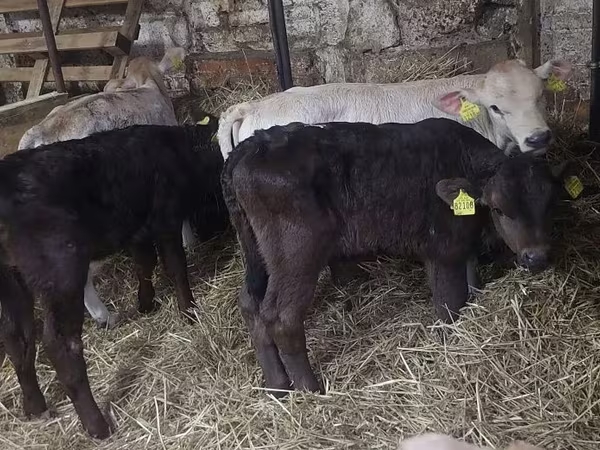Bulle, Simmental cattle