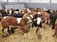 Cow, Cattle — photo 2