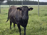 İnek, Wagyu — foto 3
