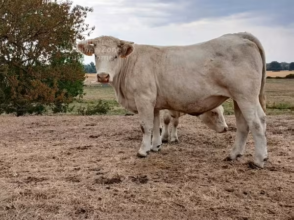 Kuh, Charolais cattle