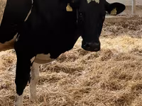 母牛, Holstein breed — 照片 3
