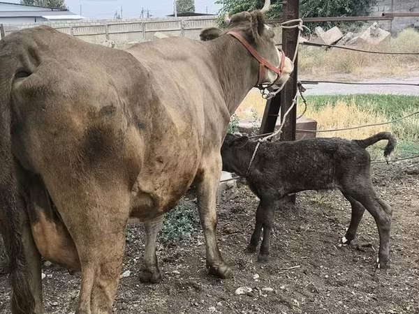 母牛, Simmental cattle